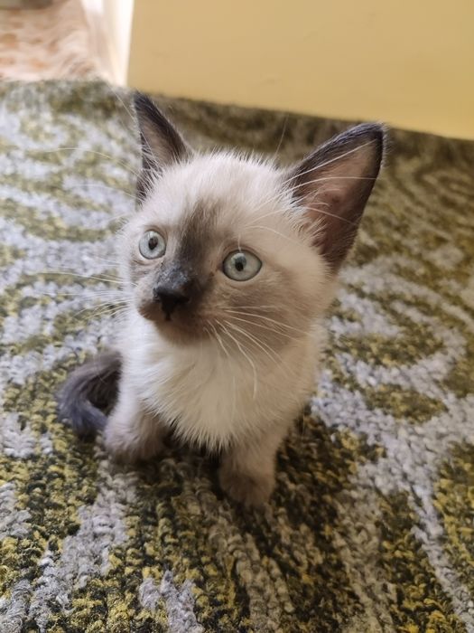 Styuardessa bilan jinsiy aloqa