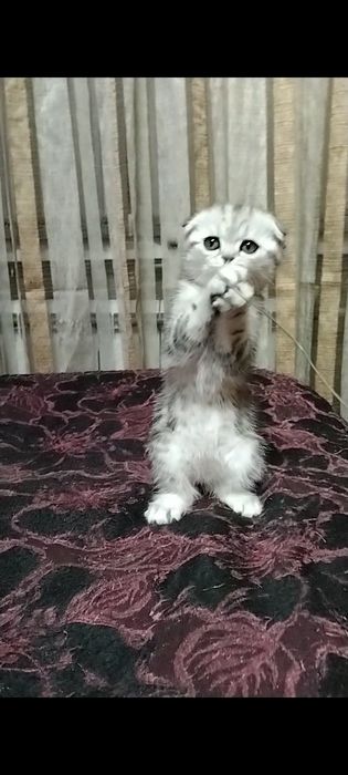 Две девочки Скоттиш фолд.