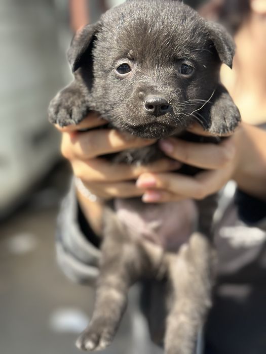 Щенок в добрые руки