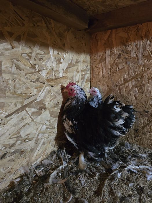 Карликовые кохинхины