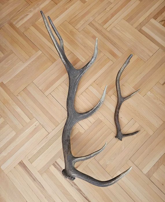 Coarne de cerb elemente decrative