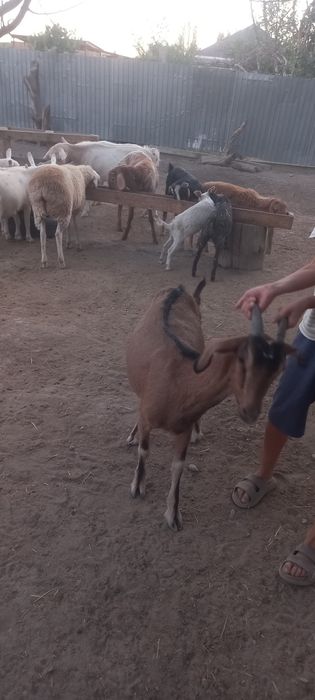 Сүтті ешкілер сатылады