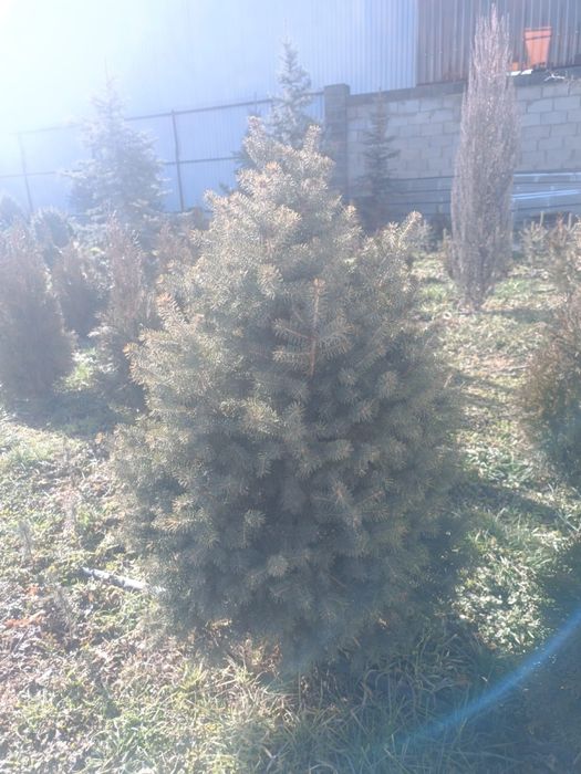 ЕЛЬ Шренка метровые