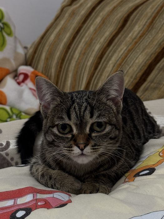 Продам кошку 1.5года