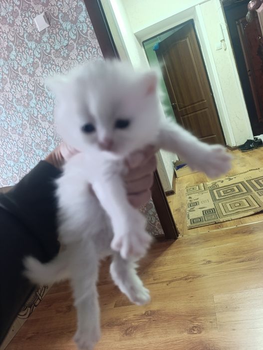 продам котят веслоухие