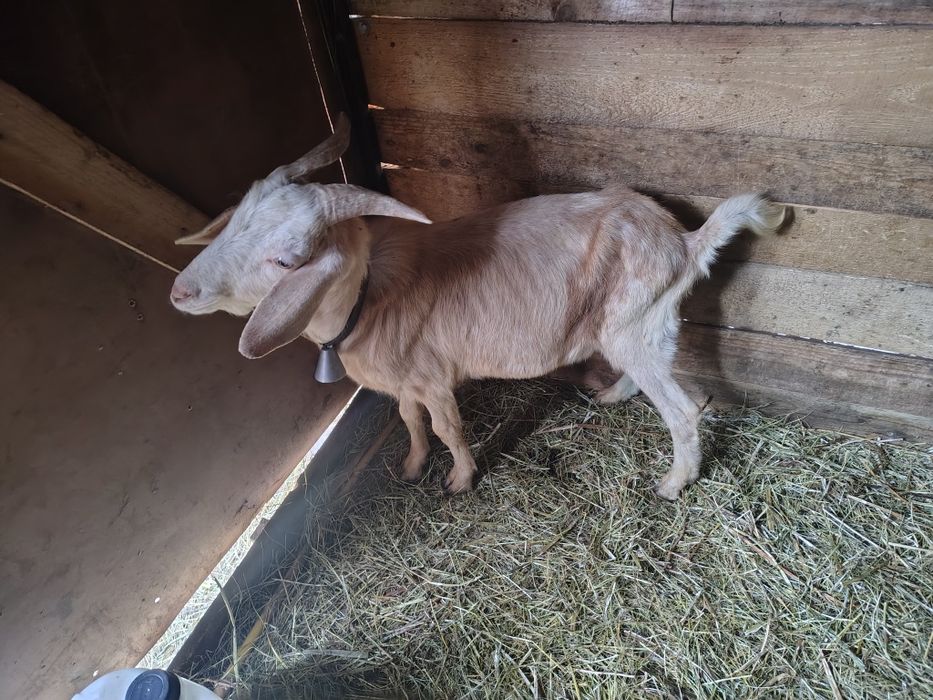 Țap metis de anglonubian de aproape un an