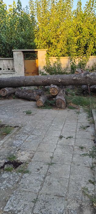 Трупи от обикновен смърч