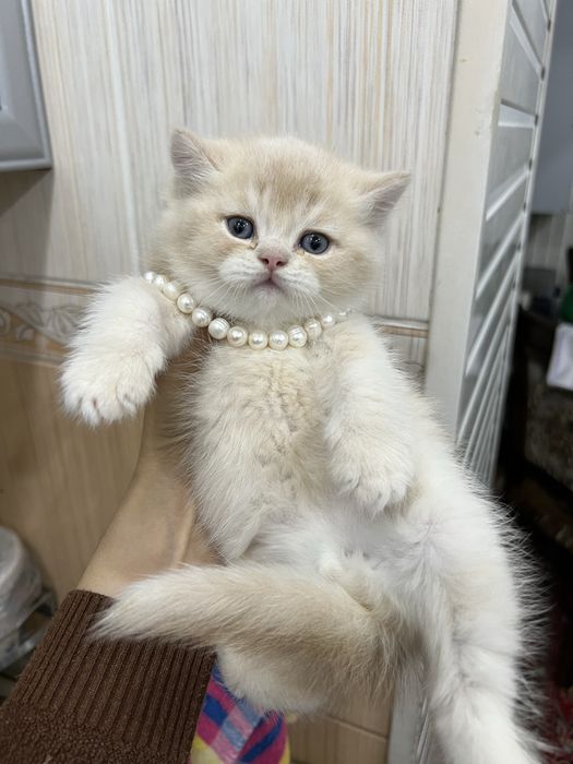 Котята скотиш фолд