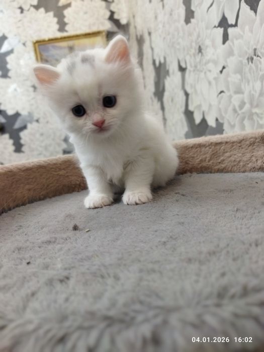 Продаются шотландские котята