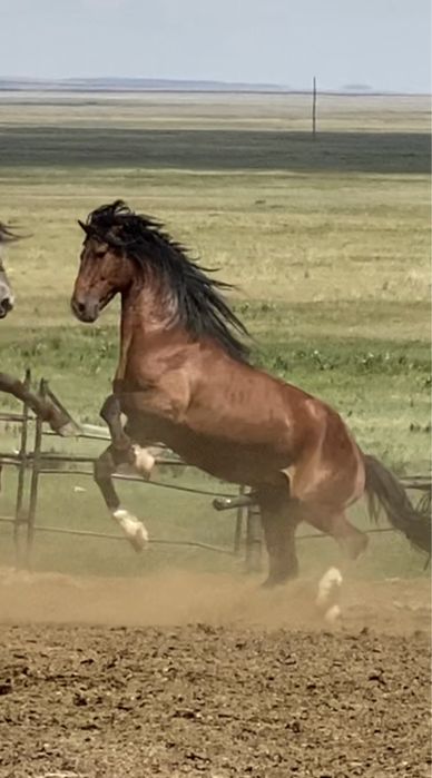 Жеребцы Кушумской породы