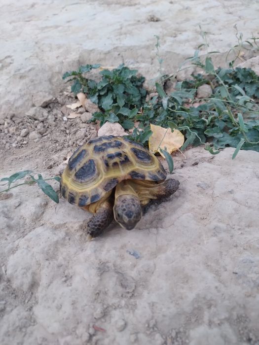 Toshbaqa sotlad прадаётса черепаха