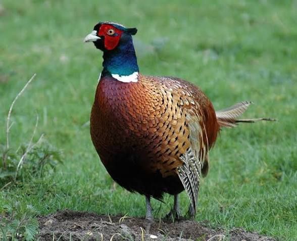 Ouă de fazan pentru incubat proaspete,trimitem oriunde in tara