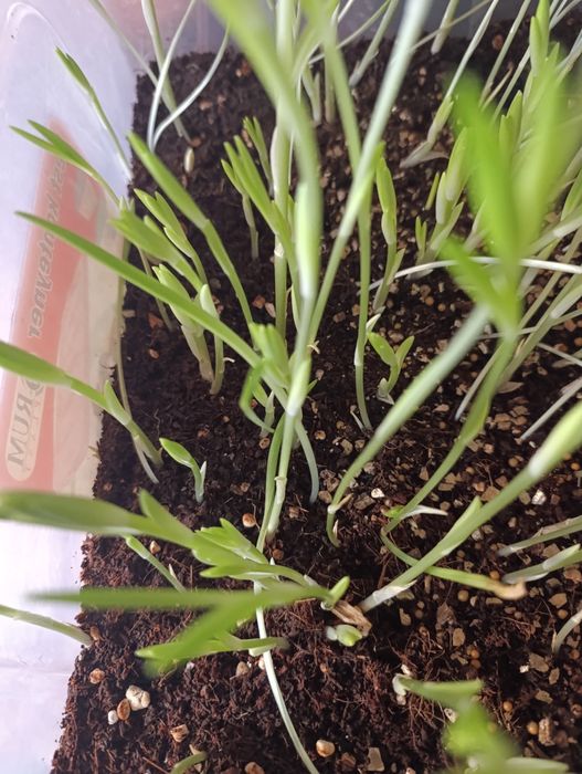 Оптом Распродажа отростки лилии Лилия нихоллари