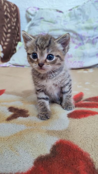 Отдам котят красивых мальчик и девочка