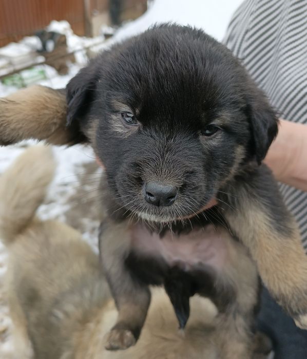 Отдам в хорошие и добрые руки