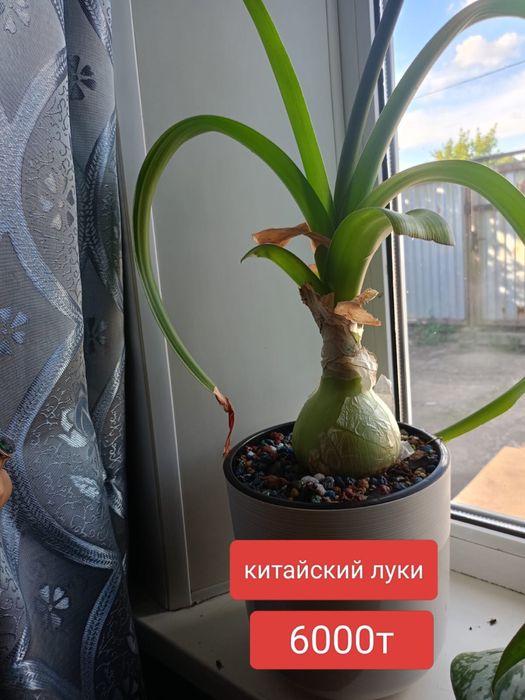 Цветы домашние