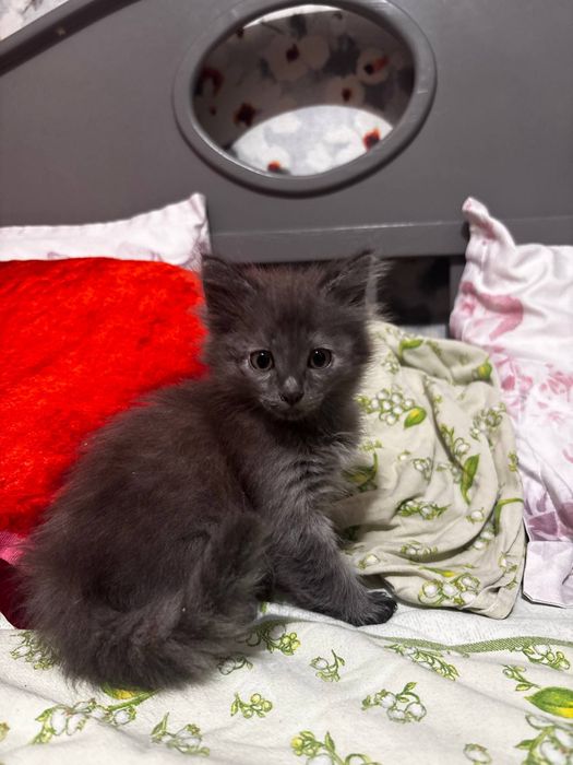 продам кошечку, в добрые руки