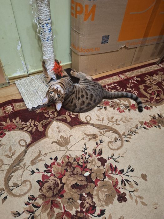 Вязка кот Бенгальский