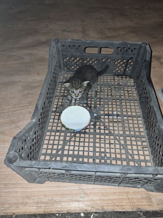 Отдам котенка в хорошие руки
