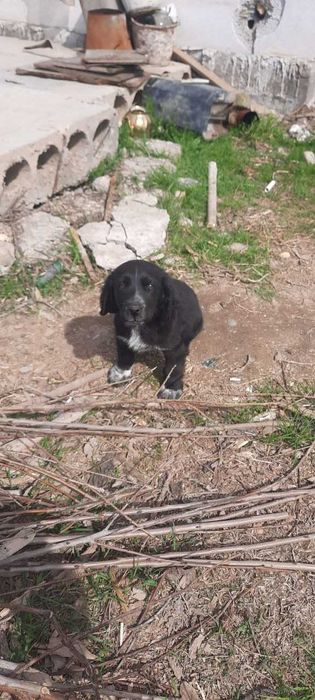 СРОЧНО!!!Собака охотничьи.Ovchi kuchuk