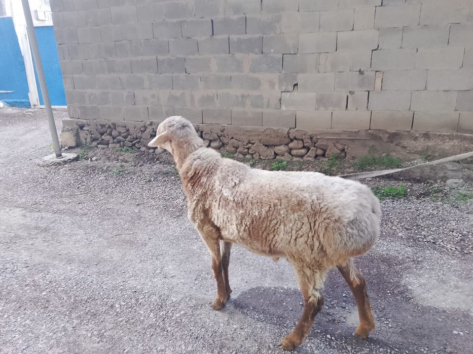 Кошкар сатылады  кошкар
