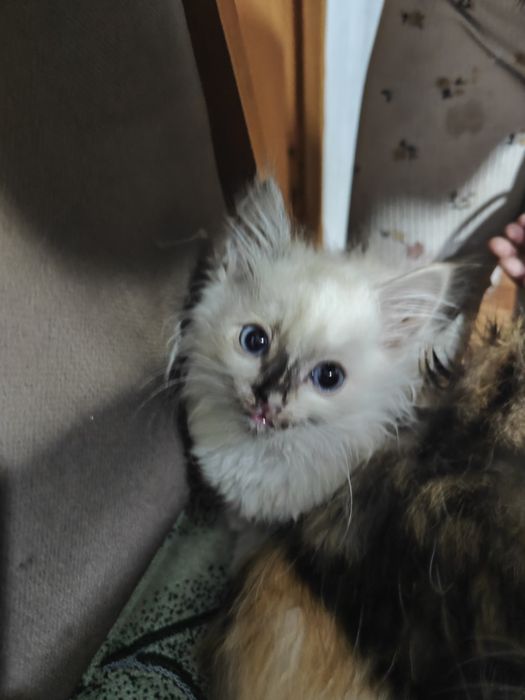 Отдам котят бесплатно