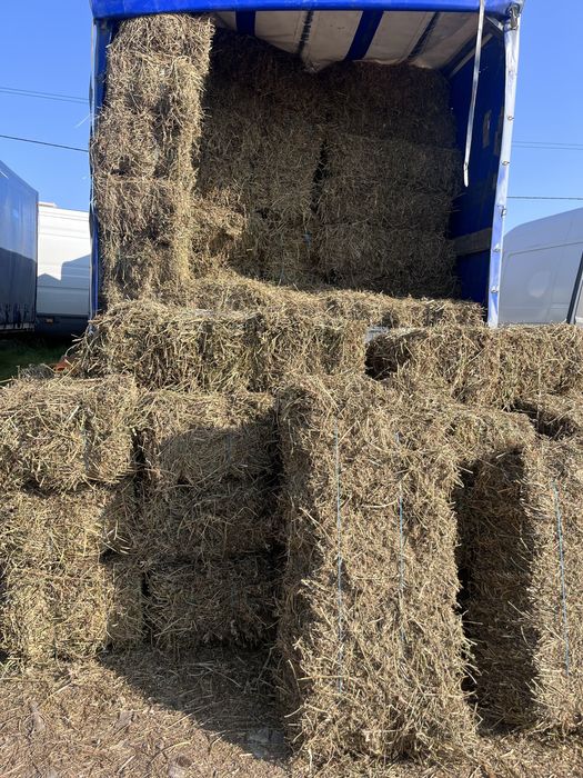 Fan si Lucerna Fân 5 lei,  Lucerna 10 lei