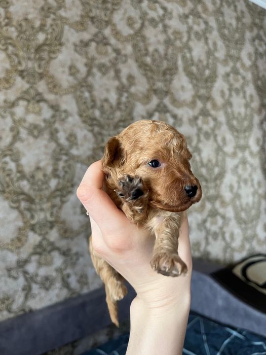 Той пудель Мальчик ищет для связки девочку!