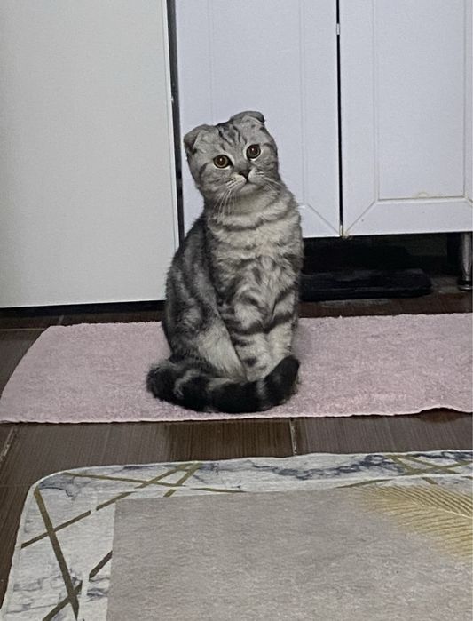 вислоухий милый кот