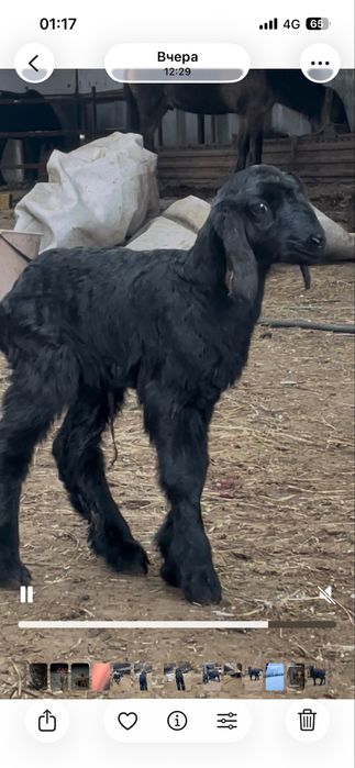 Гиссар арашан кошкарлар Оралда