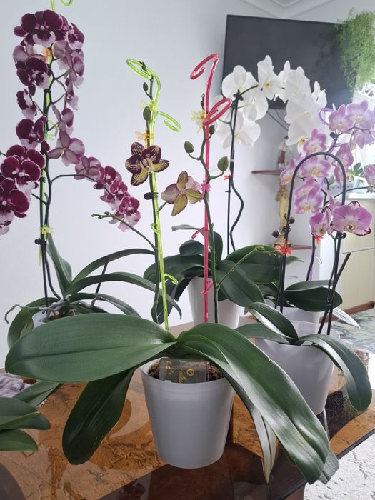 Продётся орхидеи