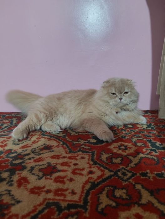 SHATLANSKIY mushuk sotiladi