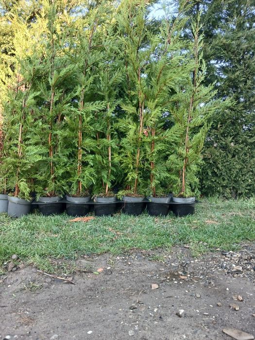 Tuia Leylandii !  145-160 cm