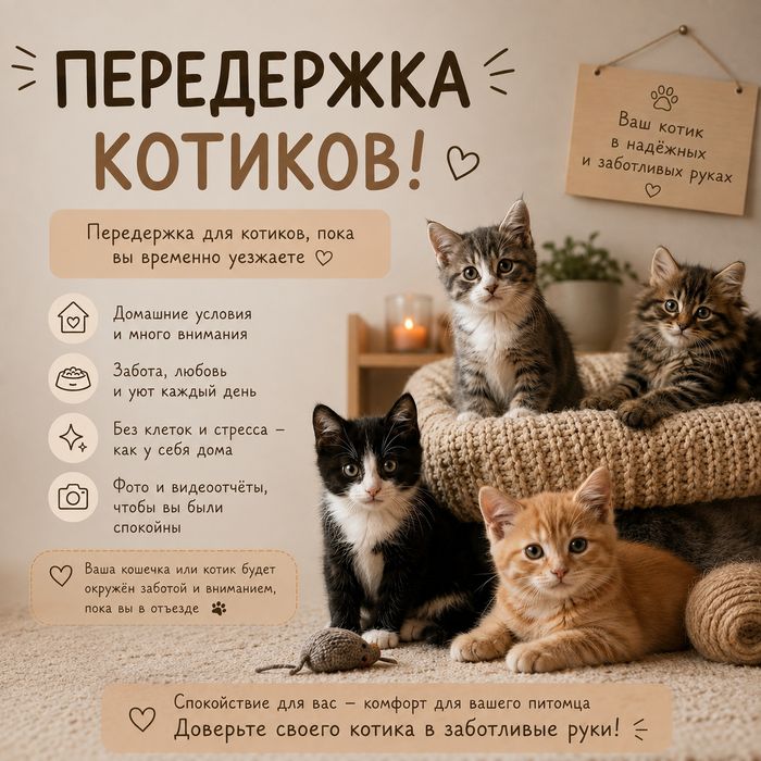 Передержка котиков