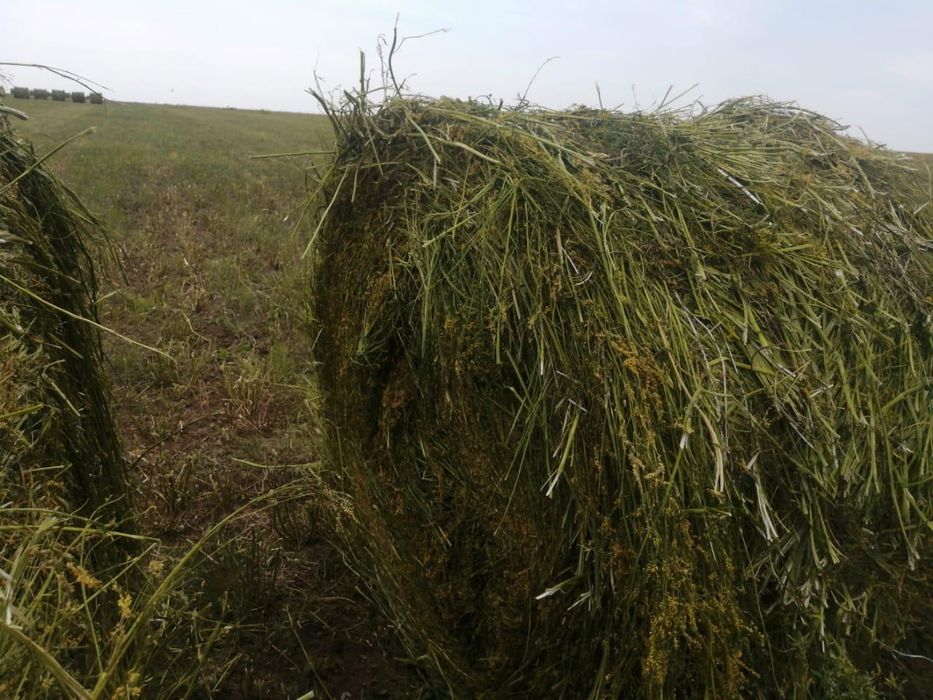 Продам сено тюках  Рулон