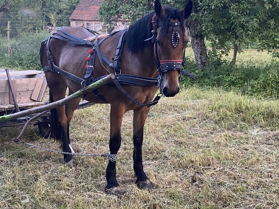 Vand manza de vanzare