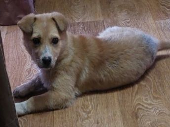 Щенок мальчик в добрые ручки