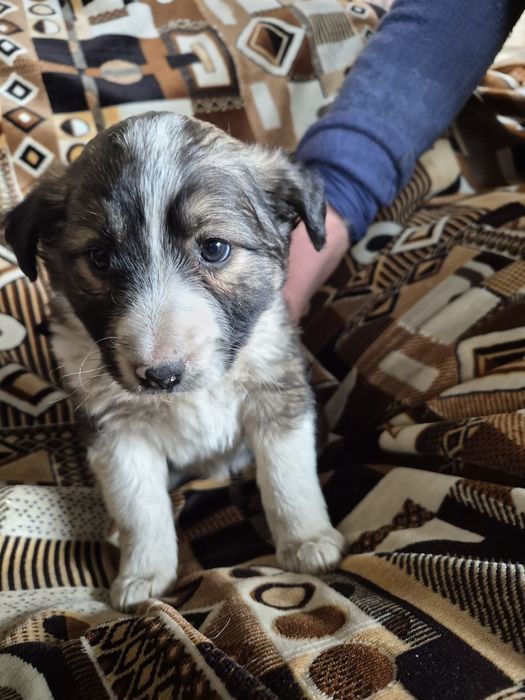 Щенки Даром сторожевой собаки