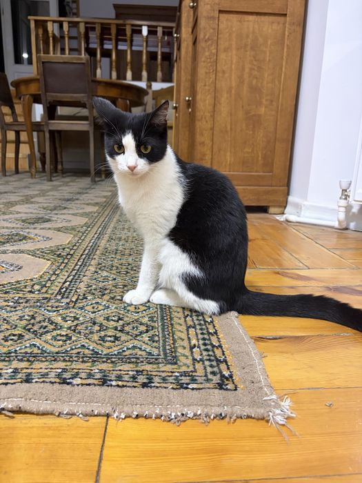 Котик мальчик 10 мес