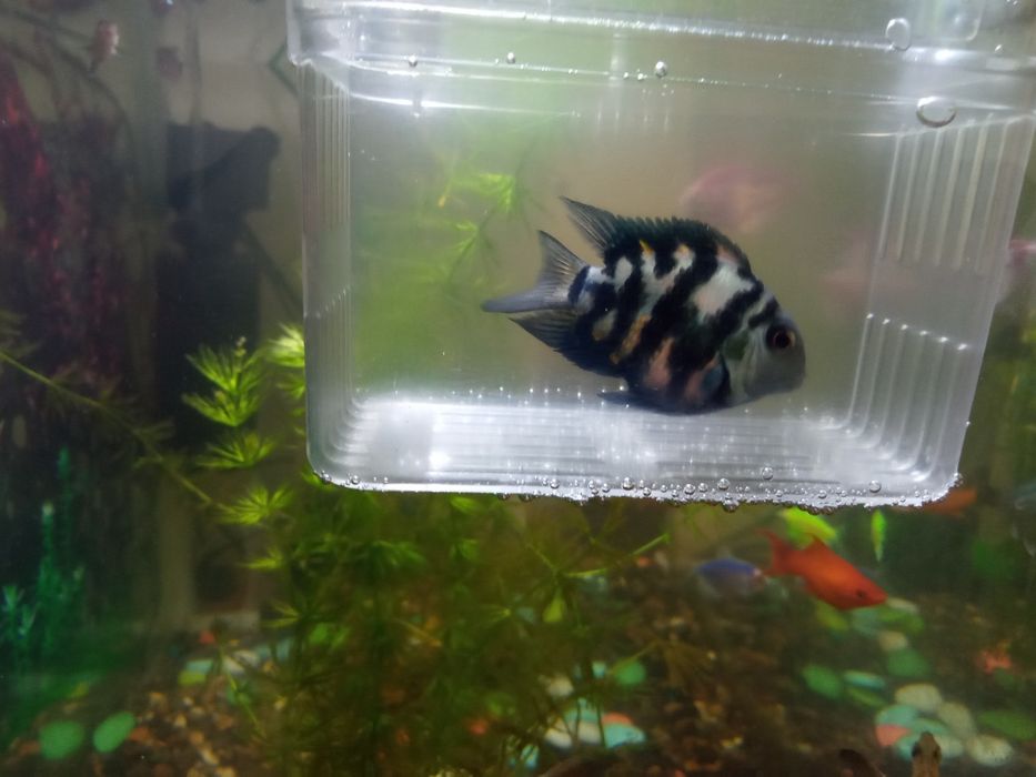 Продам гупиков и сапфировых попугаев