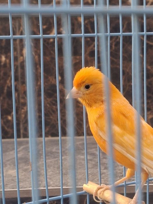 Продается канарейка певчая,2-годичная