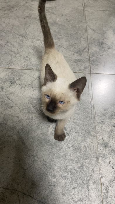 Продам катенка мальчик