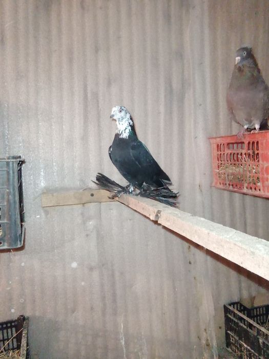 Например lPhome.