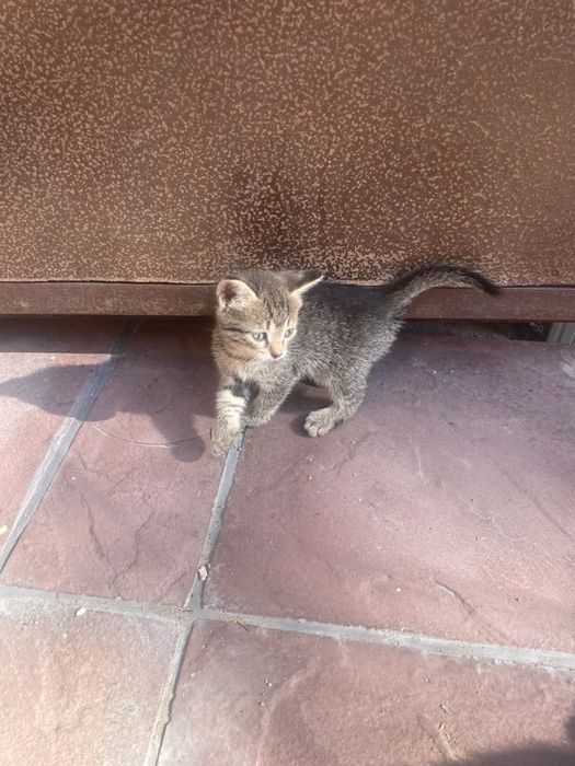 Отдам котят девочки один месяц