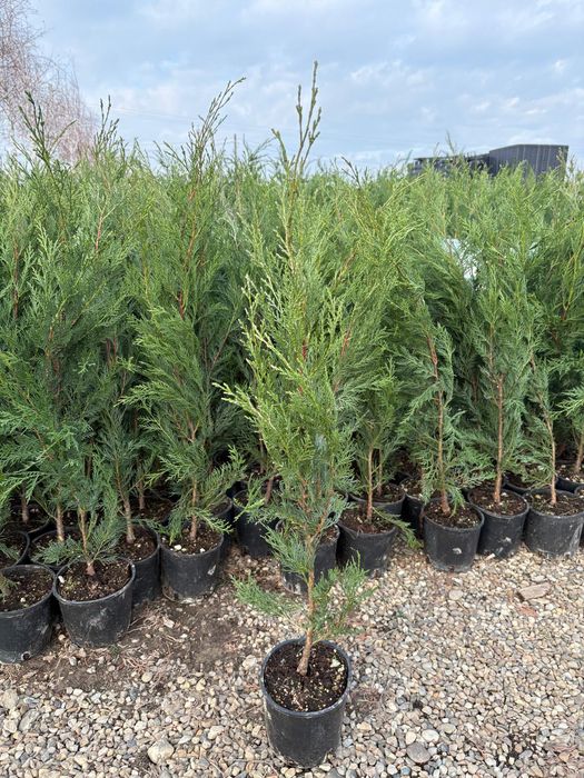 Leylandii gard vesnic verde