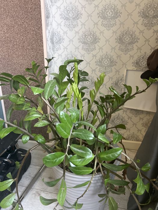 Комнатные расстения