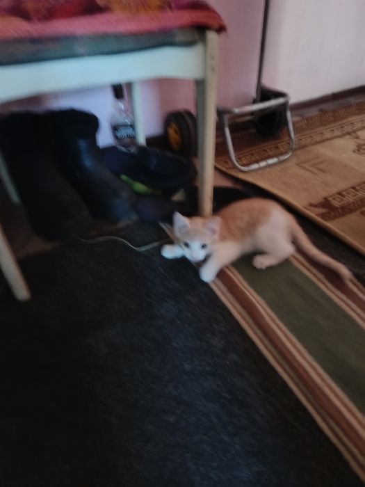 Отдам котят добрым людям