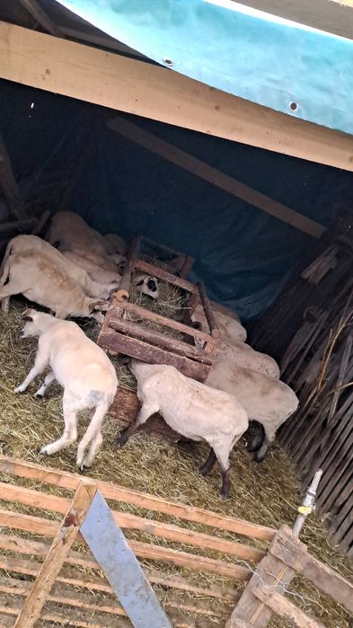 Vand 70 de oi  de tinut