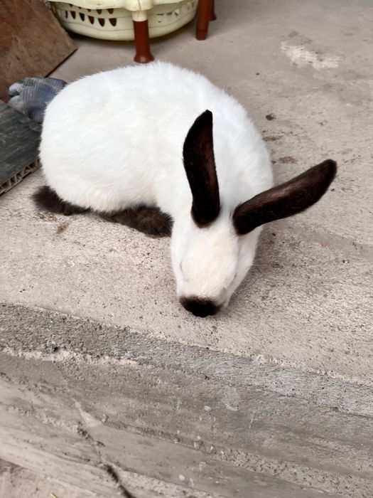 Продается кролики домашние