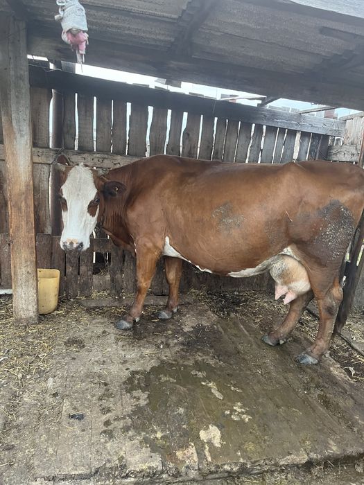 Продам карову доиную